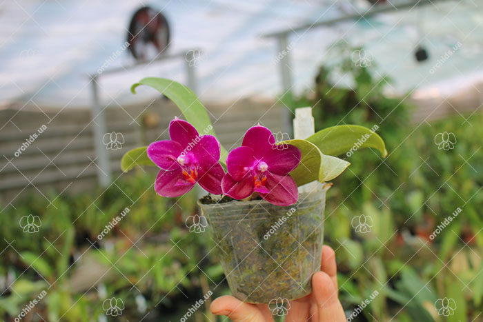 Phalaenopsis (Gelblieber x Coral Isles) x violacea.jpg