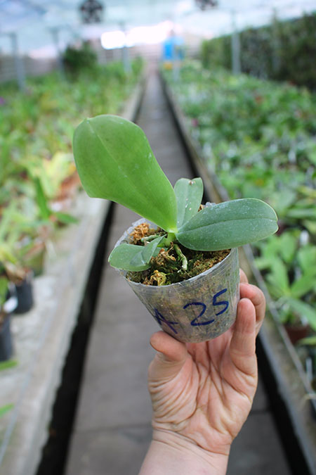 Phalaenopsis bellina x sib.jpg