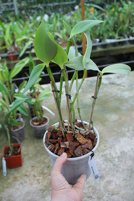 Cattleya Walkerinter alba.jpg