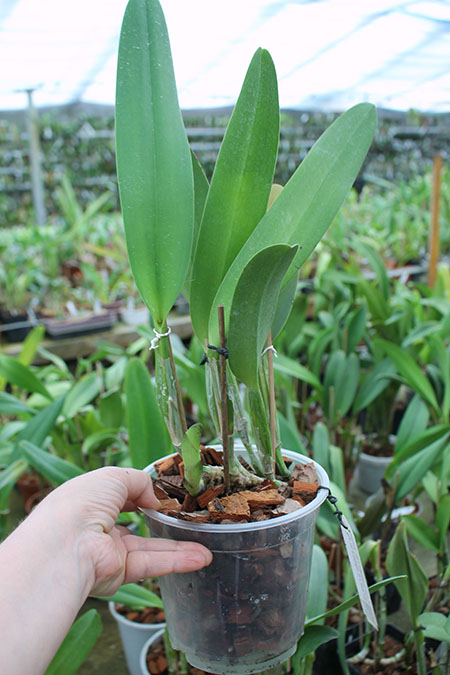 Cattleya Earl 'Imperialis' x Brassolaeliocattleya Ranger Six 'Aok' x Brassavola digbyana 'Mr Pig'.jpg