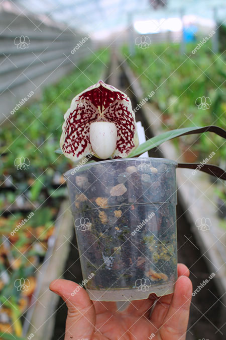 Paphiopedilum leucochilum Yilung.jpg
