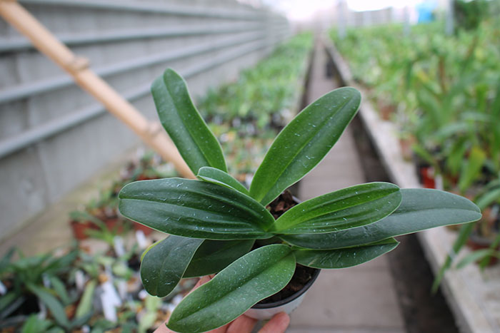 Paphiopedilum Rosy Dawn.jpg