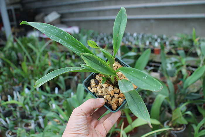 Maxillaria pseudoreichenheimiana.jpg