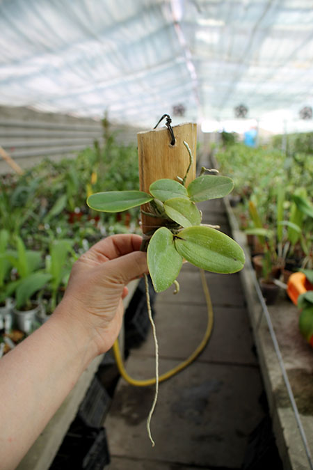 Cattleya nobilior semi-alba.jpg