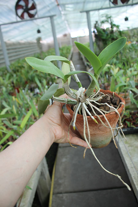 Cattleya nobilior coerulea 'Pledge' x 'Buna Blue'.jpg