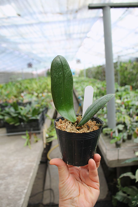 Phalaenopsis (philippinensis 'Kung Sir' x amabilis 'Sabah').jpg