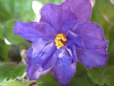 Цветение 2007