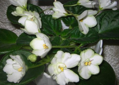 Rainbow's Limelight.jpg