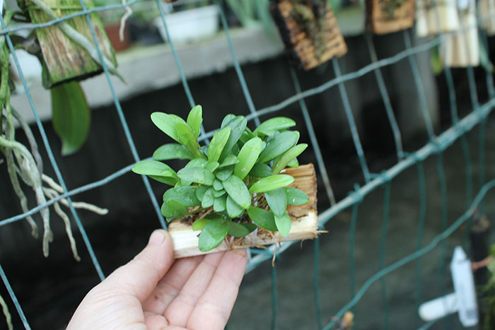 Pleurothallis grobyi.jpg