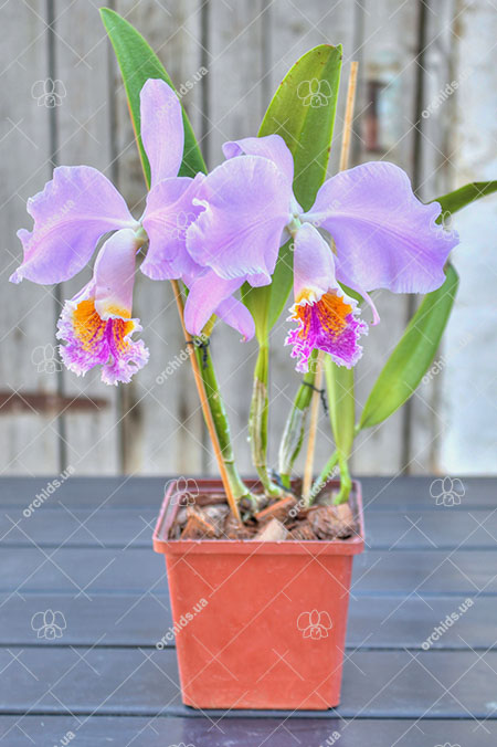Cattleya mossiae yellow lip x coerulea 'Pablo'.jpg