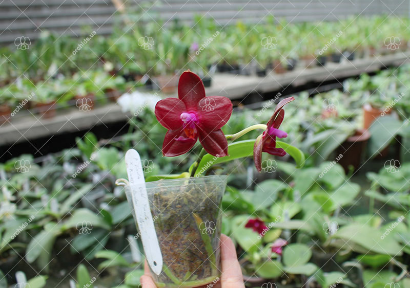 Phalaenopsis Lioulin Goldenfish x Princess Kaiulani flava.jpg