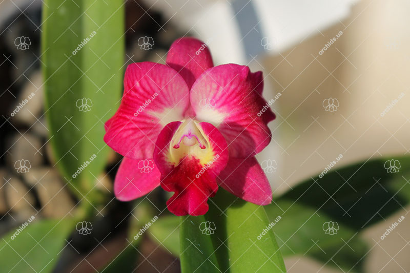 Sophrolaeliocattleya Cosmic Dekite.jpg