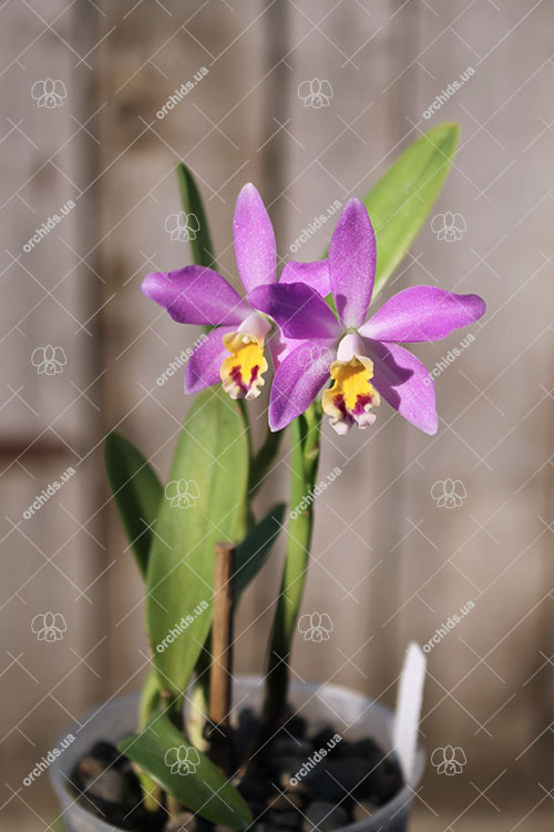 Laeliocattleya Tinny Treasure.jpg