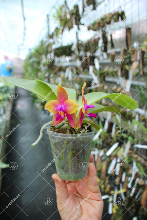 Phalaenopsis (Yin's Bellina Kaiulani x Ld's Bear Queen ) x Dragon Tree Eagle 'Red Eagle'.jpg