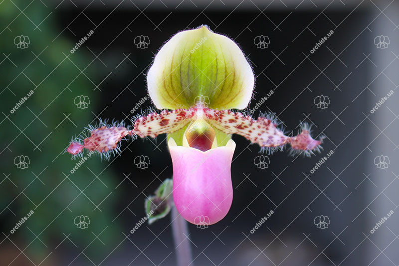 Paphiopedilum glaucophyllum.jpg