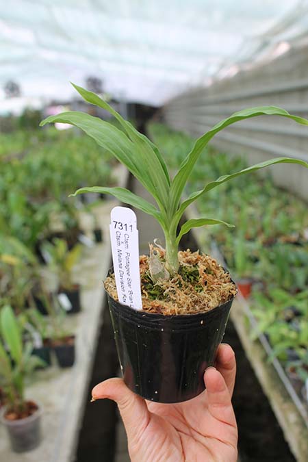 Catasetum Portagee Star 'Brian Lawson's Sunrise' x Catasetum Melana Davison 'Fox Tail'.jpg