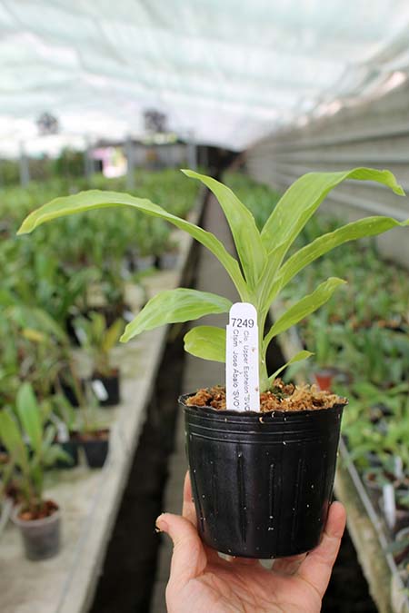 Clowesia Upper Echelon 'SVO Sun Blast' x Catasetum Jose Abalo 'SVO'.jpg