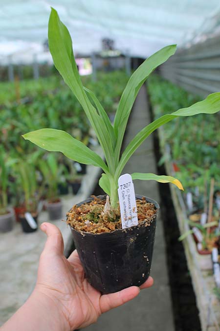 Clowesia Rebecca Northen 'Grapefruit Pink' x Catasetum cirrhaeoides 'SVO Darkness'.jpg