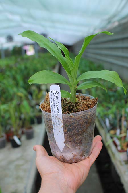 Clowesetum Alexandra Savva.jpg