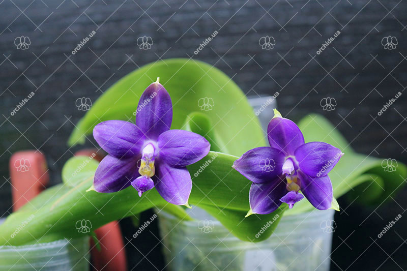 Phalaenopsis violacea indigo.jpg