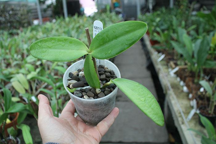 Cattleya Leoloddiglossa 'SVO Speckled Blue' x loddigesii coerulea 'Blue Sky'.jpg