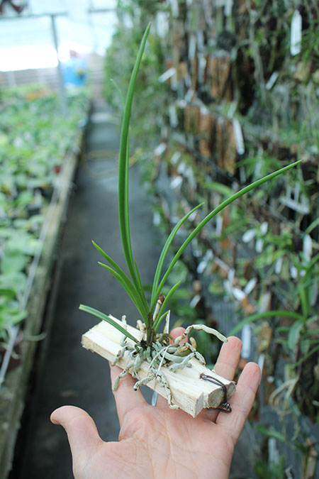 Holcoglossum wangii.jpg