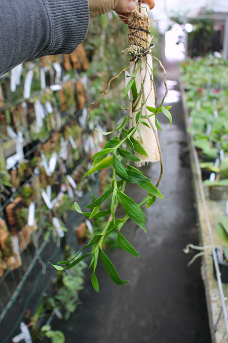 Dendrobium mohlianum.jpg