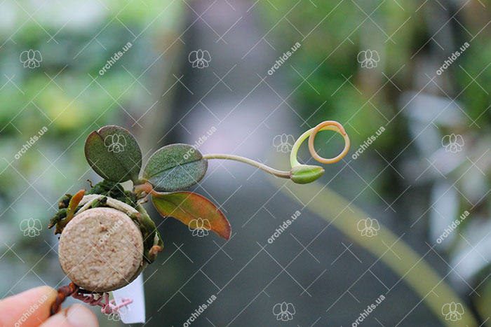 Aerangis punctata.jpg