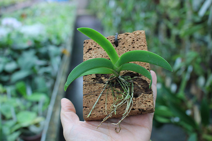 Angraecum leonis.jpg