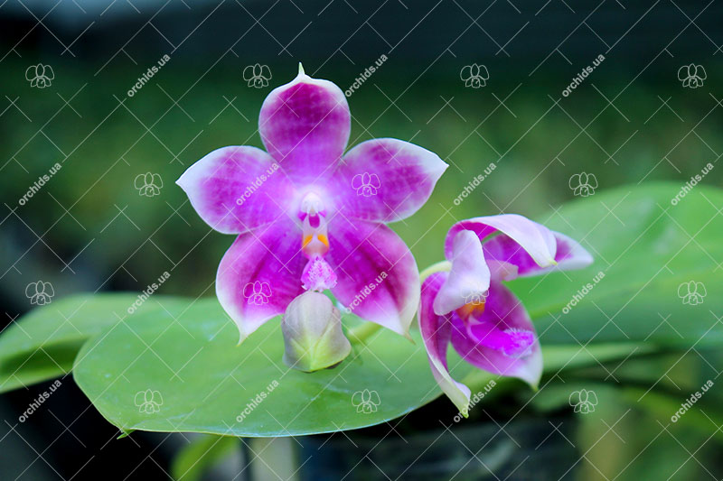 Phalaenopsis Zheng Min Muscadine '323' x speciosa '41-S'.jpg