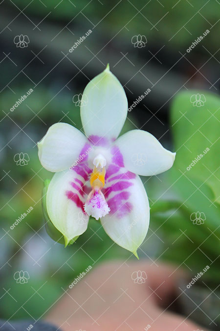 Phalaenopsis Zheng Min Muscadine '323' x speciosa '41-S'.jpg