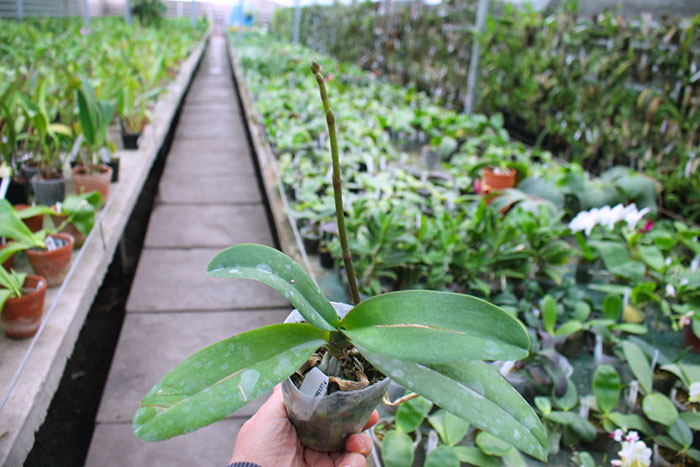 Doritaenopsis Lius Sakura KF.jpg