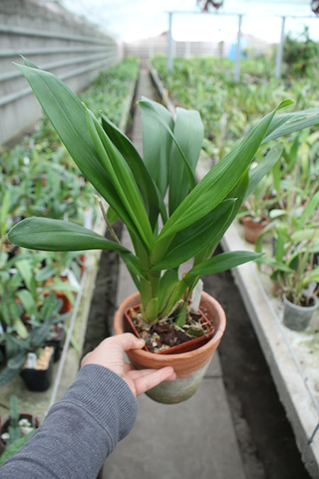 Vuylstekeara Yokara 'Perfection' x Oncidium leucochillum.jpg