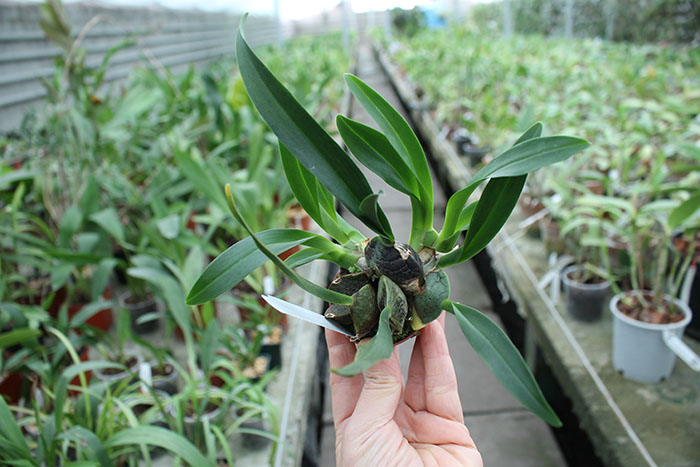 Oncidium cheirophorum.jpg