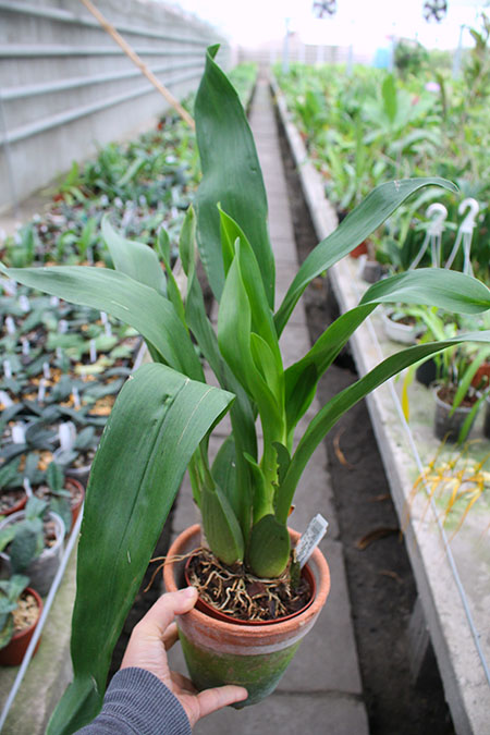 Odontoglossum trilobum x Odontocidium Tiger Glow.jpg