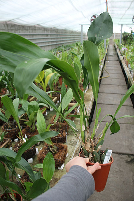 Dendrochilum magnum.jpg