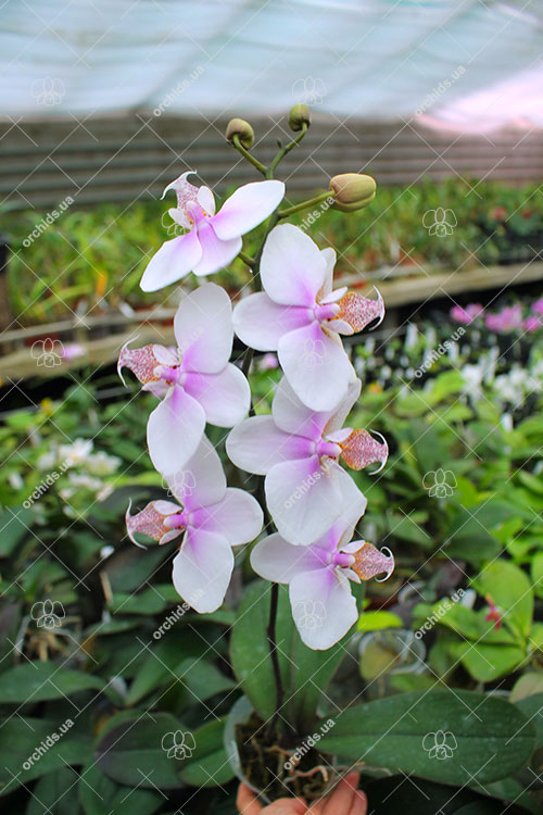 Phalaenopsis schilleriana x stuartiana.jpg