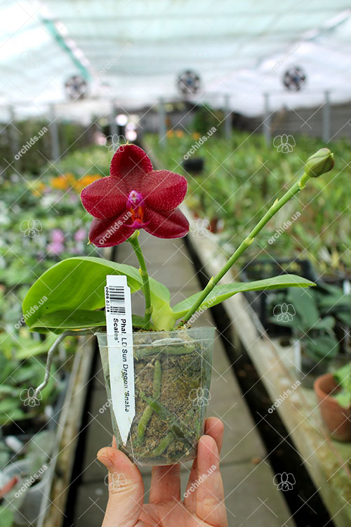 Phalaenopsis LD Sun Dragon 'Snake Scales'.jpg