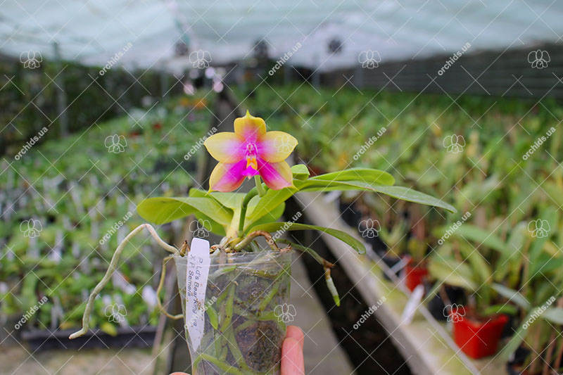 Phalaenopsis Ld's Bear King x Samera.jpg
