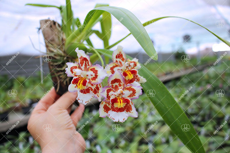 Wilsonara Tan Treasures 'Puppy Pleasures'.jpg