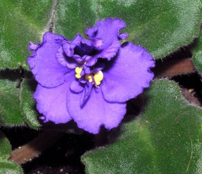 это цветение после обрезки головы и переукоренения.