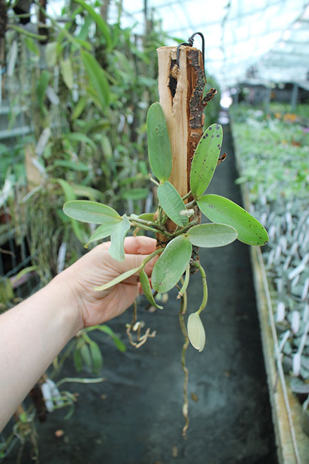 Cattleya aclandiae 'Nigrella' x Cattleya aclandiae 'AM'.jpg