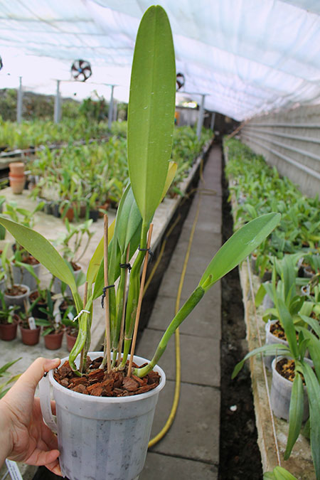 Cattleya Horace Maxima.jpg