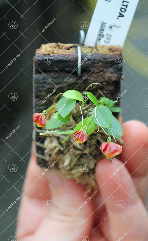 Lepanthes telipogoniflora.jpg