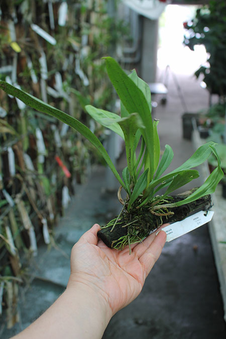 Dracula chiroptera.jpg