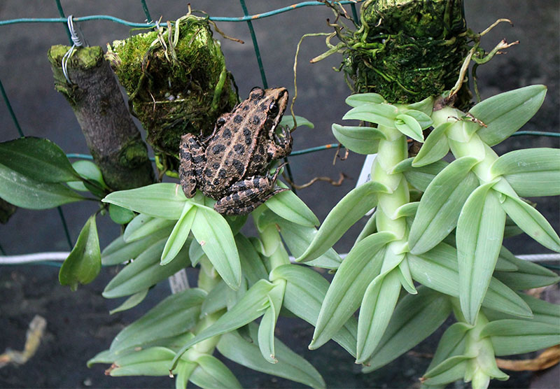 Epidendrum medusae.jpg