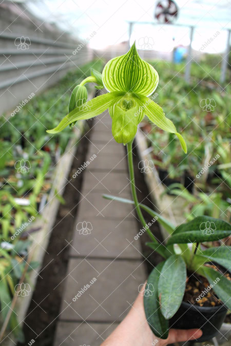 Paphiopedilum Alma Geveart 'Hager's' x Paphiopedilum philippinense var alba 'Kou'.jpg