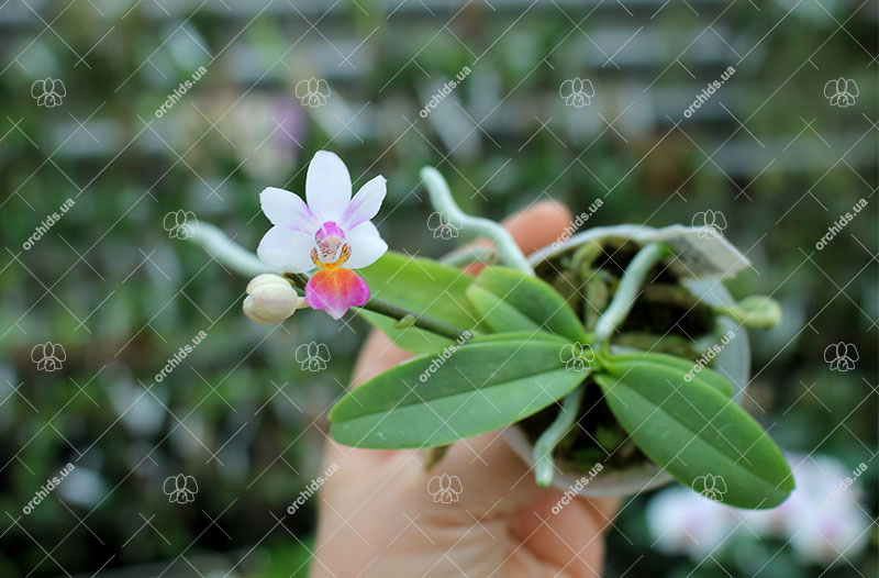Phalaenopsis Anna-Larati Soekardi 'Little Ear'.jpg