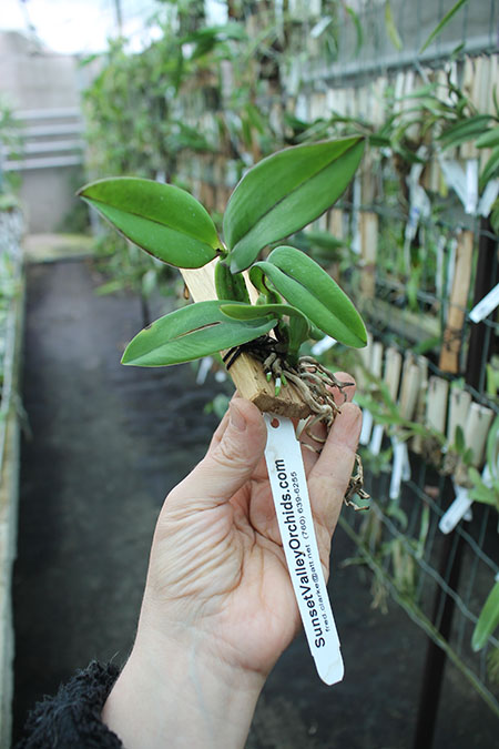 Potinara Hisako Jewel 'SVO' x Sophrolaeliocattleya Cosmic Delite 'SVO'.jpg