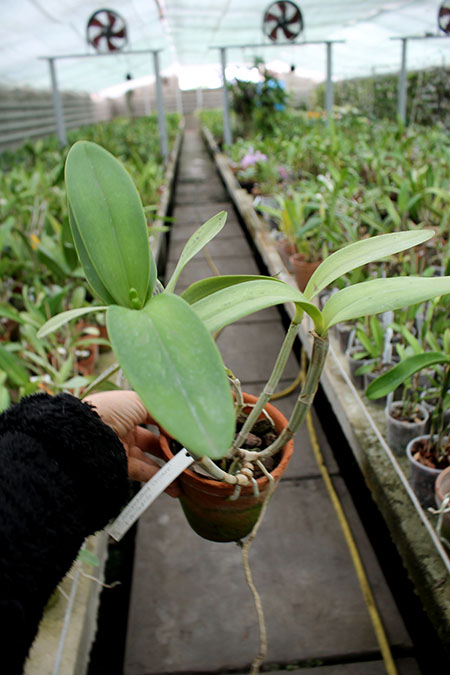 Cattleya harrisoniana 'Cricare' (Z-103) x Cattleya harrisoniana trilabelo.jpg